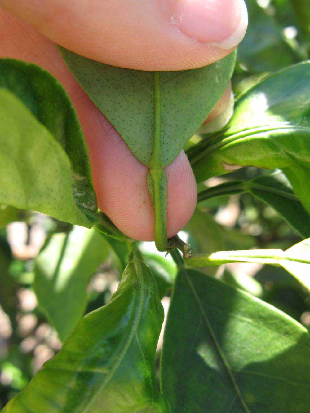              Petiole (Winter Haven, FL)       